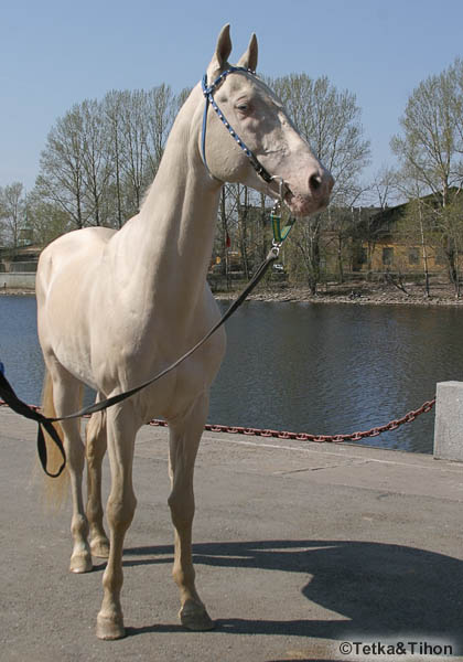  - 2006