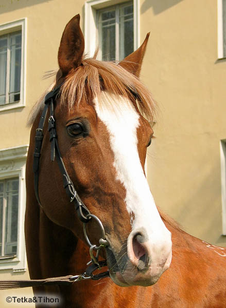  - 2006