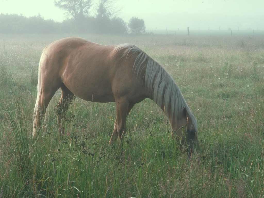 Horses