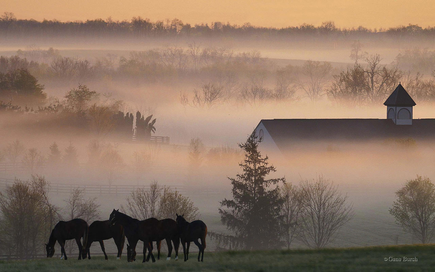 Horses