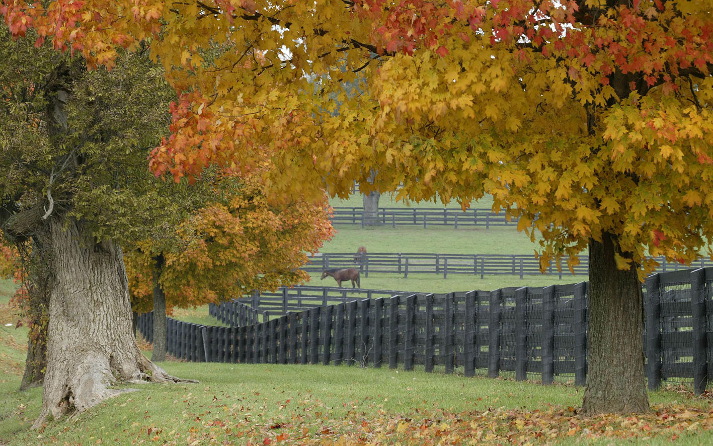 Horses