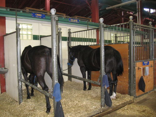Royal Canadian Mounted Police