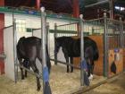 Royal Canadian Mounted Police