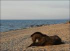 Baltic Sea