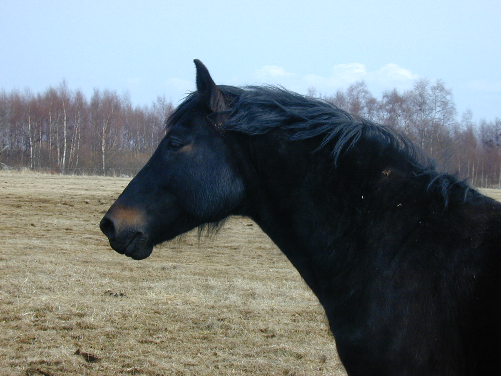 vesna 2006