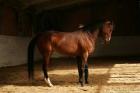 Natural Horsemanship