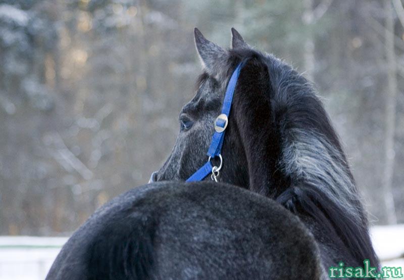 Wolfram