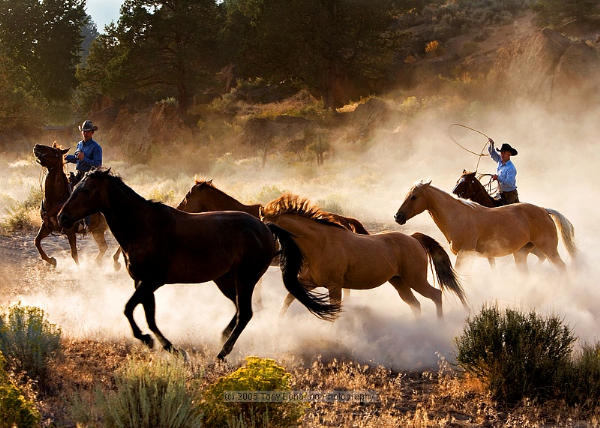 cowboy