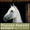 loshadi bovajut...