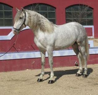 SpanishHorse - ( )
