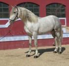 SpanishHorse - ( )