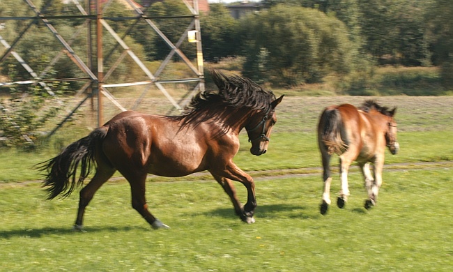 GALOP!!!