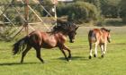 GALOP!!!