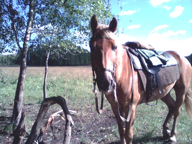 leto