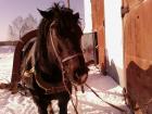leto