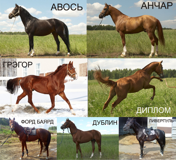 Продаются лошади