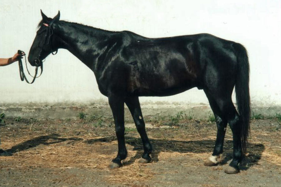   ,    1997 ..